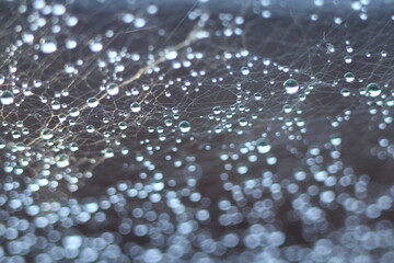 Abstract Blurred background in gray. Morning dew on a spider web.