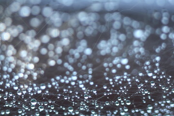 Abstract Blurred background in gray. Morning dew on a spider web.