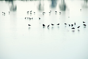Flock of Black Birds Standing on Calm Water Surface in Soft Morning Light Surrounded by Reflections of Trees and Gentle Mist in Tranquil Natural Setting