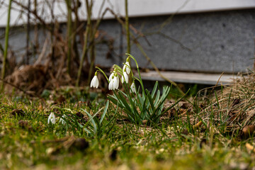 Snowdrops blooming near a house in early spring. Close-up of delicate white snowdrops (Galanthus) emerging in a garden, signaling the arrival of spring.