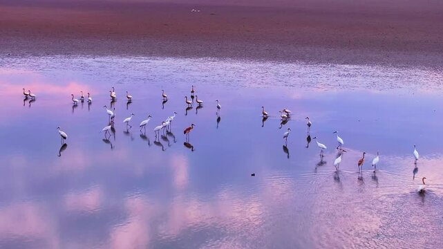 Winter migratory birds and white cranes at sunset