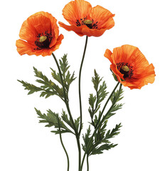 Obraz premium Vibrant orange poppies with delicate petals and lush green leaves create striking contrast, showcasing natures beauty. Perfect for floral enthusiasts and botanical studies