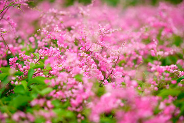 Beautiful close-up of vibrant pink flowers with soft focus background, creating a dreamy and romantic atmosphere in a natural outdoor setting with lush greenery.