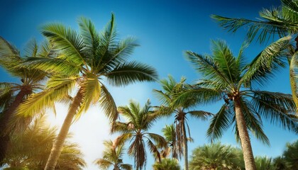 Obraz premium palm trees against the blue sky tropical background