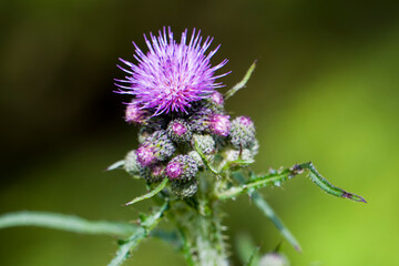 Blüten der Acker-Kratzdistel (Cirsium arvense)