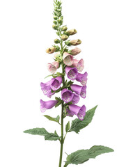 tall, vibrant foxglove plant with clusters of pink and purple bell shaped flowers and lush green leaves, showcasing natures beauty