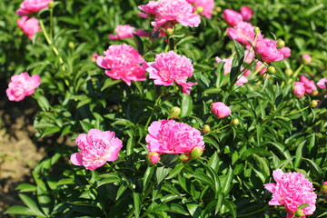 Beautiful pink peonies outdoors	
