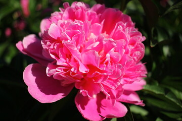 Beautiful pink peonies outdoors	
