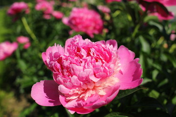 Beautiful pink peonies outdoors	
