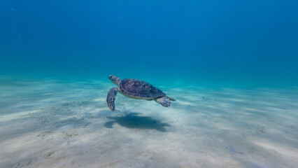 A sea turtle swims underwater. The turtle swims in the water column above the sandy bottom in a warm tropical sea.