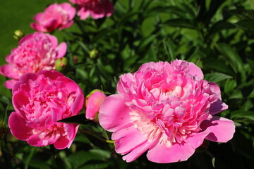 Beautiful pink peonies outdoors	
