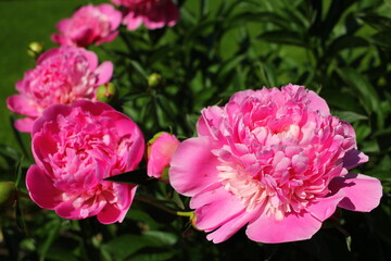 Beautiful pink peonies outdoors	
