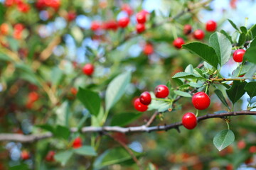 Sour cherries hanging on the cherry tree branch.