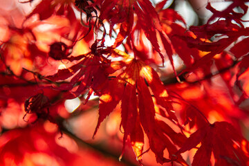 Symphony of maple leaves