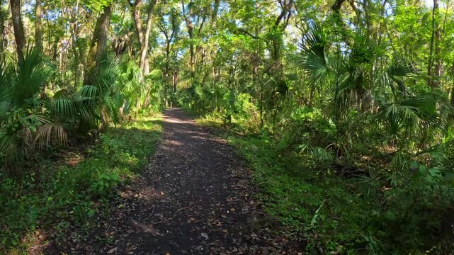 The scene is peaceful, inviting exploration deeper into the forest. USF Botanical Gardens Tampa Bay Florida. A nature trail in a vibrant green forrest USF Botanical Gardens Tampa Bay Florida