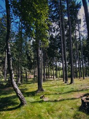 Summer forest in Královéhradecký region, Czech Republic – serene woodland scene with tall trees, dappled sunlight, and lush green grass
