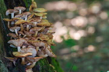 Hike in the forest, Romania