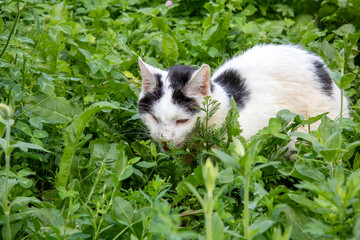 A black and white cat is comfortably lying in the grass, enjoying