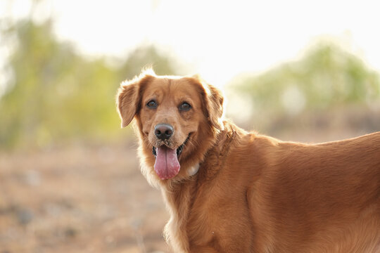 Portrait of a golden retriever in a park close-up, she sticks out her tongue and drools, the dog overheats in the summer. Hot climate is dangerous for dogs. The dog gets tired from the heat.