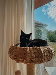 Fototapeta na wymiar Black cat lounging comfortably in a woven basket perch of a scratching post – Sunlight streaming through large windows with sheer curtains, casting a warm glow on the serene indoor setting