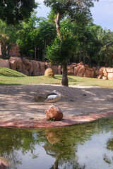 A long shot of a Pelican sitting on a rock near a pond in a zoo. It has a long beak and white plumage. The background is a space that imitates Savannah.