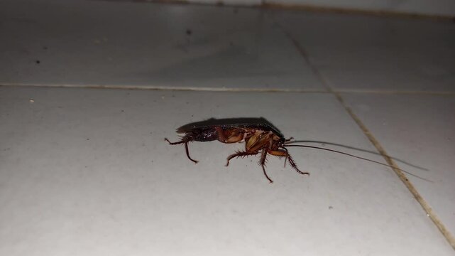 cockroach looking for food, Smooth cockroach. Adult cockroach on white background.