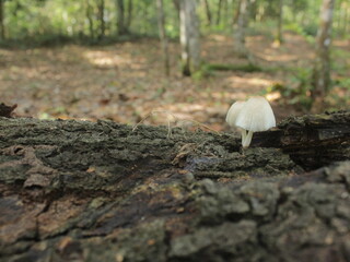 close-up of beautiful forest mushrooms on a fallen tree, autumn. small fresh mushrooms, growing in the Forest. mushrooms and leaves in the forest.