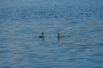 two cormorants swimming together on a calm, rippled water surface. Their close interaction suggests a social or nurturing moment, beautifully captured against the tranquil blue water.