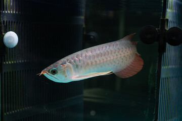 Asian arowana fish in fish tank for sale in ornamental fish market