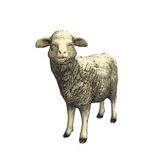 Sheep vector animal ilustration isolated design 