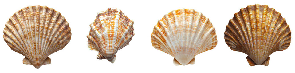 Obraz premium Beach Shell – Seashell Found on Puerto Rico’s Sandy Beaches Isolated on Clear White Background Highly Detailed 