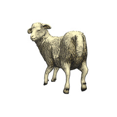 Sheep vector animal ilustration isolated design 