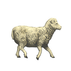 Sheep vector animal ilustration isolated design 