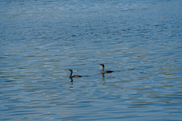 two cormorants swimming together on a calm, rippled water surface. Their close interaction suggests a social or nurturing moment, beautifully captured against the tranquil blue water.