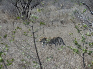 Leopard Creeping Through Grass Near a Road in Kruger National Park, South Africa