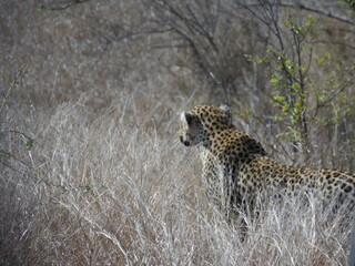 Leopard Creeping Through Grass Near a Road in Kruger National Park, South Africa