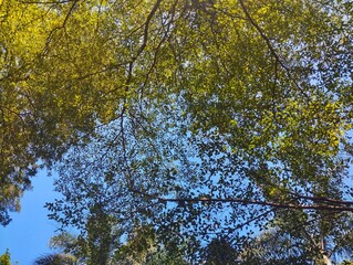 yellow leaves against blue sky