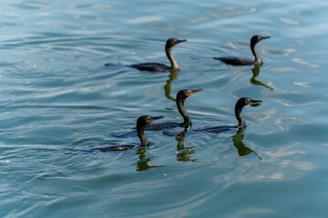  a group of cormorants gliding effortlessly on a calm water surface. Their dark, sleek bodies and graceful movements contrast beautifully with the shimmering ripples around them.