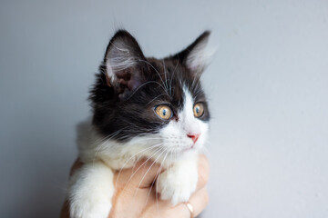 A person is gently cradling a small black and white kitten in their hands