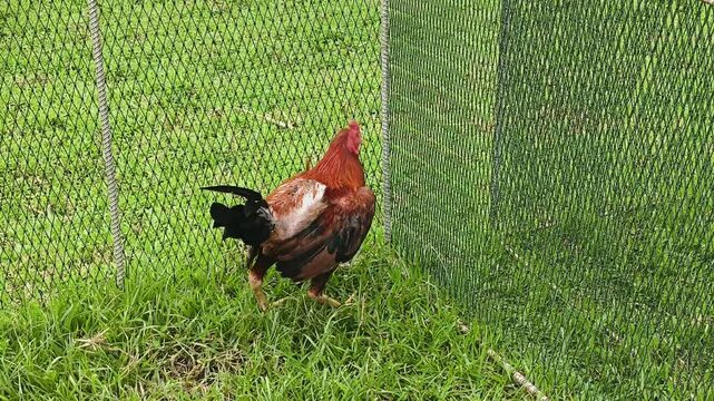 Fighting cocks are in cages.