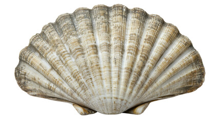 Shell transparent background