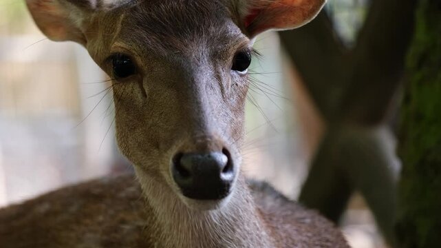 Close up portrait of Sambar deer chewing leaves and chomping with open mouth. Funny and cute face of brown furred deer in zoo where deer roam freely around the area.