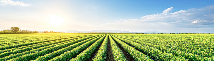 Explore the Beauty of Vast Green Fields Under a Bright Blue Sky at Sunrise