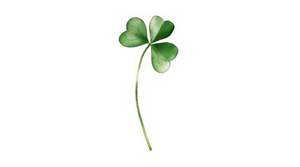 A single green four-leaf clover on a white background, symbolizing luck and prosperity.