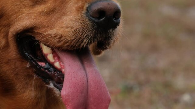 Portrait of a golden retriever in a park close-up, she sticks out her tongue and drools, the dog overheats in the summer. Hot climate is dangerous for dogs. The dog gets tired from the heat.