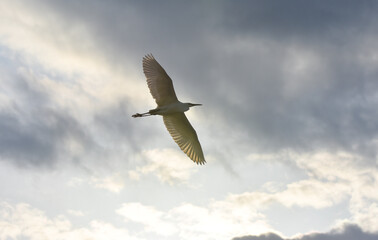 Egretta garzetta flying under clouds, isolated	