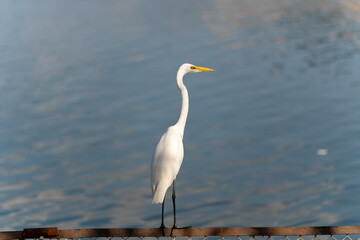 A graceful white egret stands on a rusted metal fence, against the serene backdrop of calm blue waters, showcasing the beauty of wildlife in harmony with nature.
