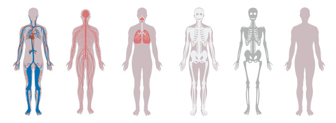 A detailed illustration set depicting human body systems, including skeletal, circulatory, respiratory, nervous, and muscular systems. Perfect for educational and medical purposes.
