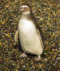 Young penguin on the beach 