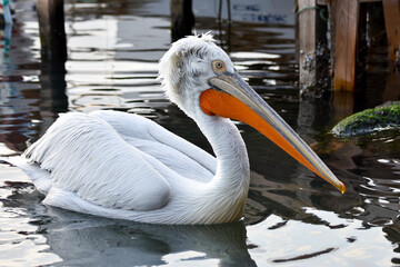 Pelican swimming on a sea, closeup